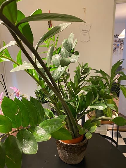 Stor grön krukväxt zamiakalla