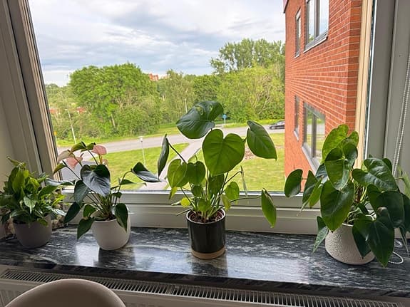 Gröna krukväxter i kruka