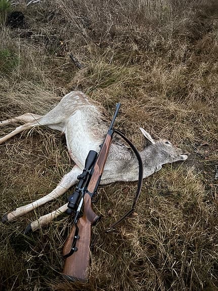 Sauer 202 Jaguar Nordic 30 06