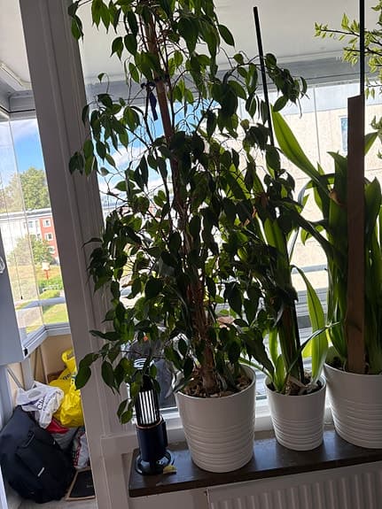 Stora gröna krukväxter i vita krukor