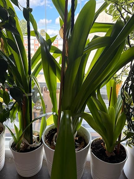 Stora gröna krukväxter i vita krukor