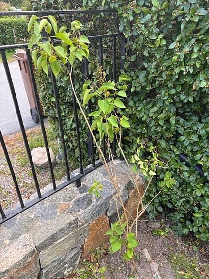 Syren planta