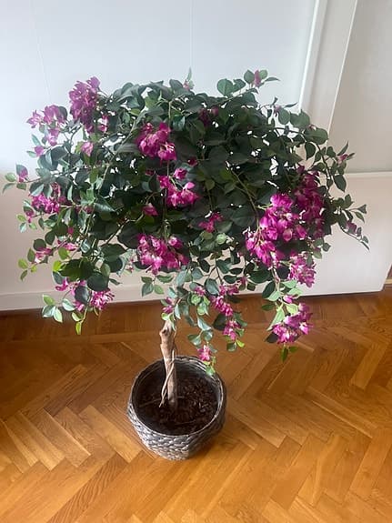 Fröken Fräken plast växt