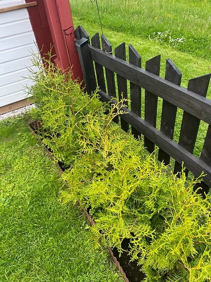 Thuja / häckplantor gröna 10st