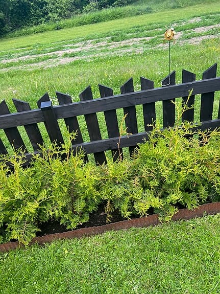 Thuja / häckplantor gröna 10st