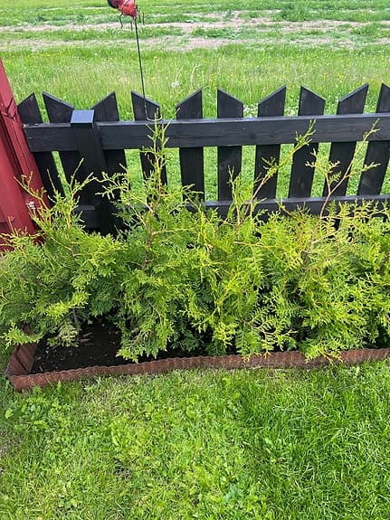 Thuja / häckplantor gröna 10st