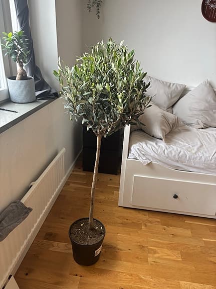 Olivträd i kruka