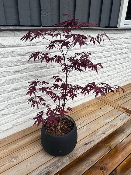 Japansk lönn röd i kruka