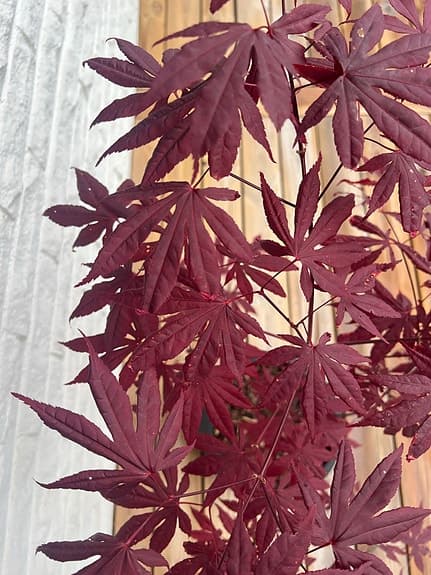 Japansk lönn röd i kruka