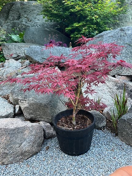 Japansk lönn lila/röd i kruka