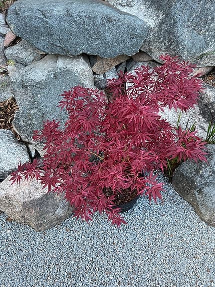 Japansk lönn lila/röd i kruka