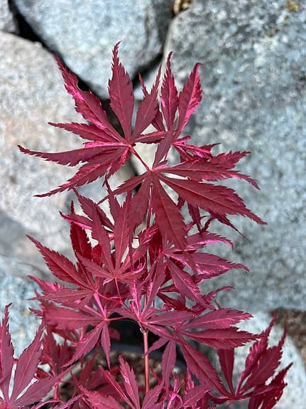 Japansk lönn lila/röd i kruka