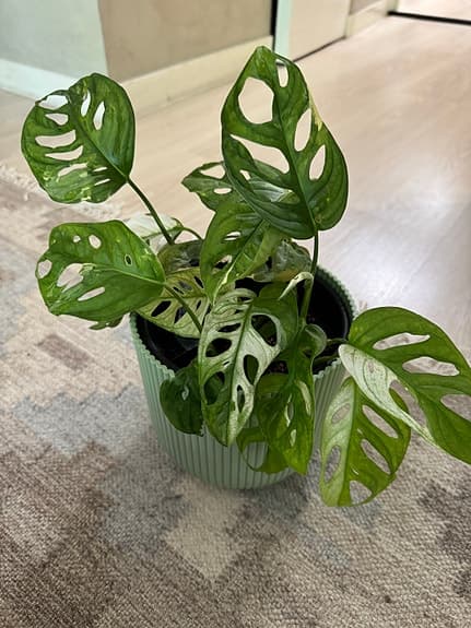 Monstera adansonii variegata med kruka
