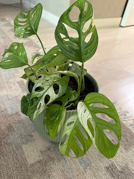 Monstera adansonii variegata med kruka