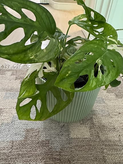 Monstera adansonii variegata med kruka