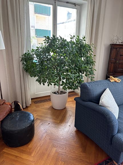 Stor grön krukväxt i stor vit kruka