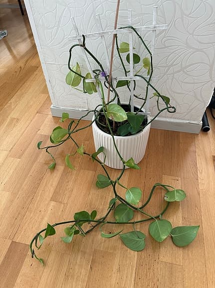 Grön klätterväxt i vit kruka