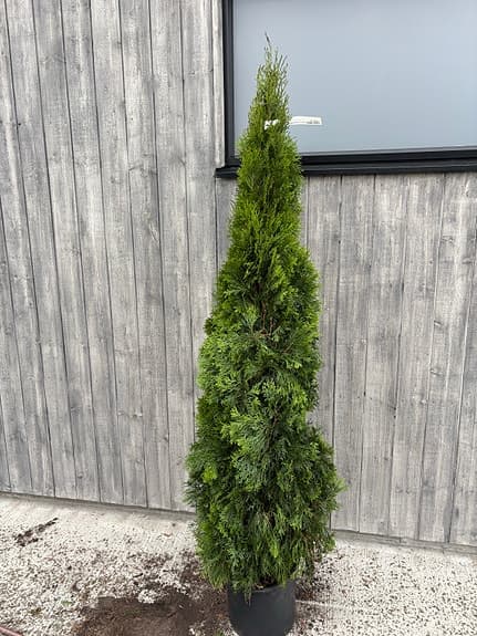 Tujor / Thuja häckplantor gröna 160-180cm