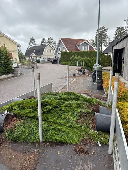 Tujor / Thuja häckplantor gröna 160-180cm