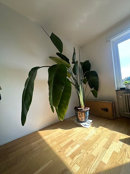Stor grön krukväxt med dekorativ blå kruka