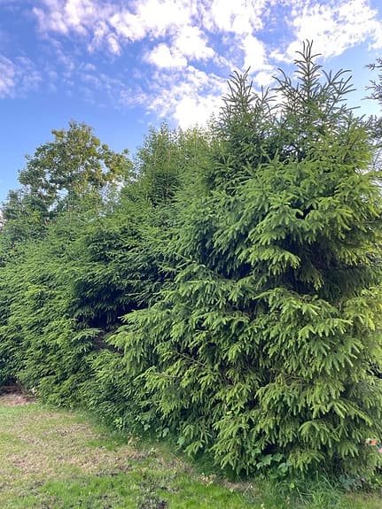 Granplantor / granhäck säljes