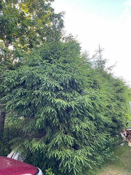 Granplantor / granhäck säljes