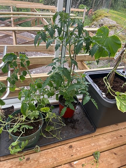 Tomatplantor - olika sorter