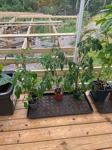 Tomatplantor - olika sorter
