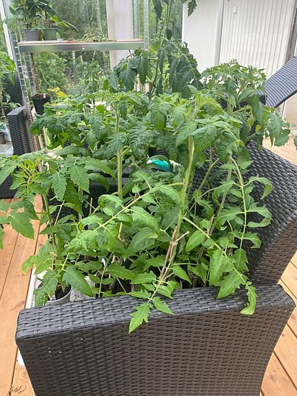 Tomatplantor - olika sorter