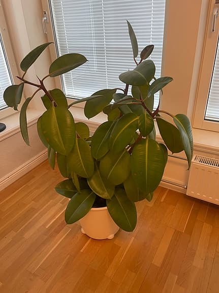Stor grön krukväxt i vit kruka