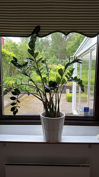 Grön krukväxt i vit kruka