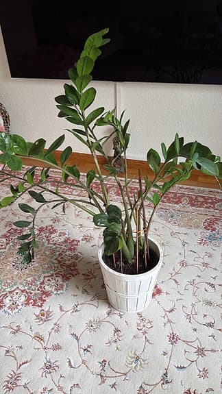 Grön krukväxt i vit kruka