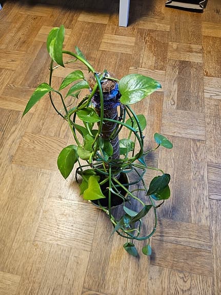 Växter