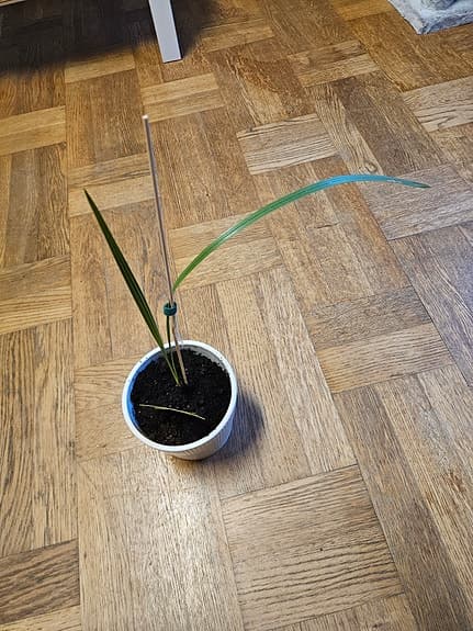 Växter