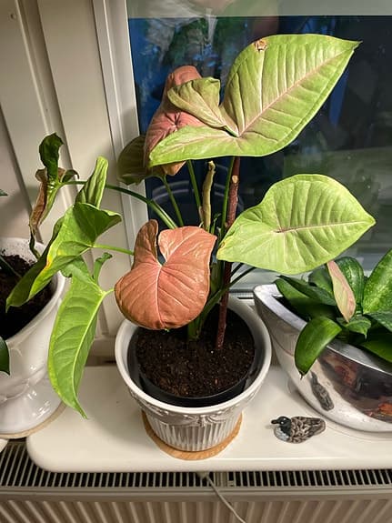 Syngonium växt med rosa och gröna blad