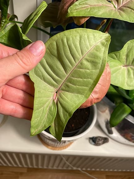 Syngonium växt med rosa och gröna blad