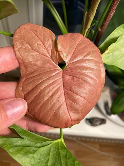 Syngonium växt med rosa och gröna blad