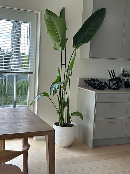 Stor Paradisfågelblomma med vit designkruka.