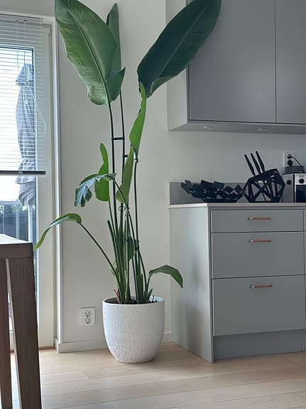 Stor Paradisfågelblomma med vit designkruka.