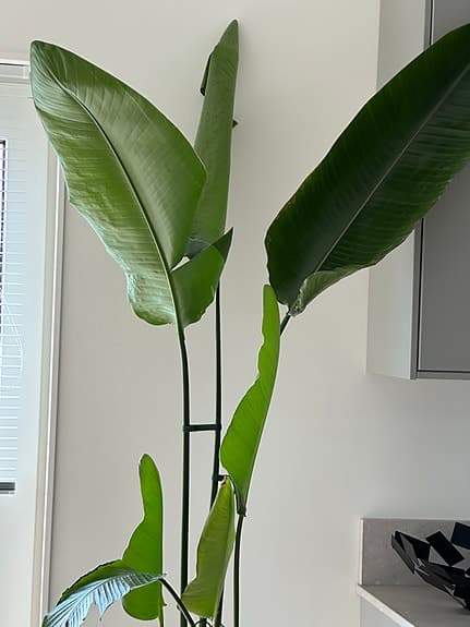 Stor Paradisfågelblomma med vit designkruka.