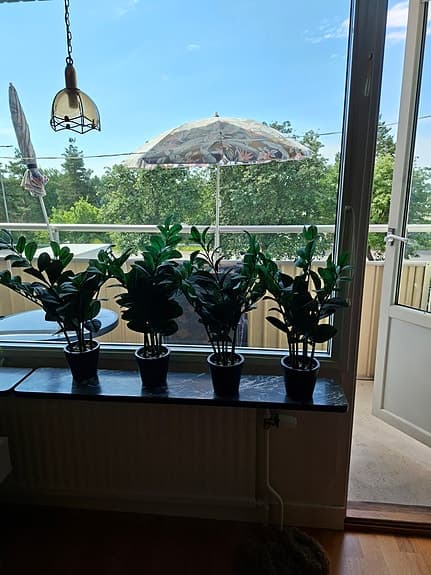 Konstväxt Garderobsblomma. 6 stammar. 150 kr/st.