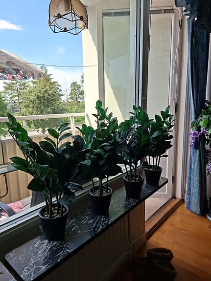 Konstväxt Garderobsblomma. 6 stammar. 150 kr/st.