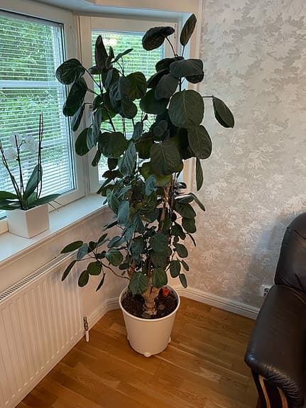 Stor grön krukväxt i vit kruka