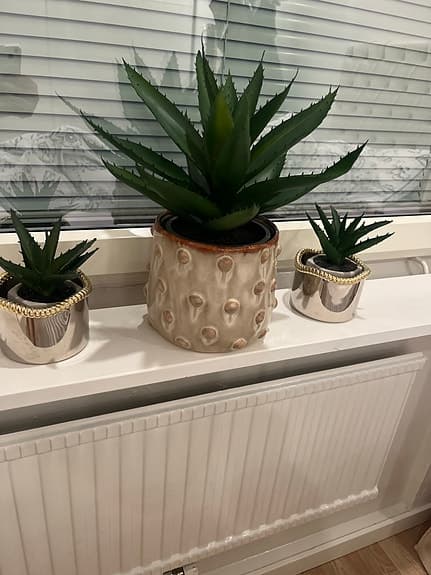 Konstväxter aloe i kruka, 3-pack