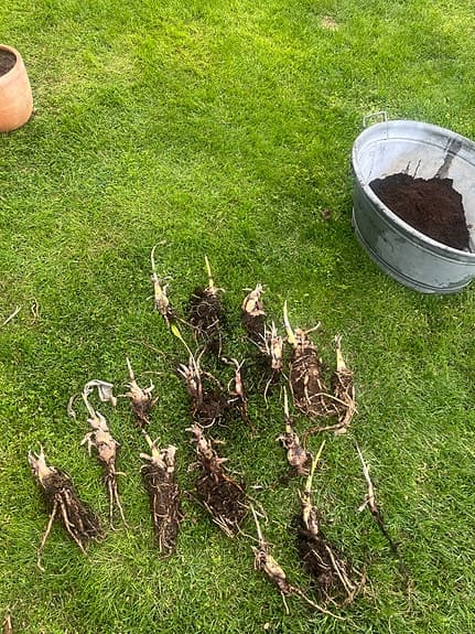Bannan plantor som behövs planteras