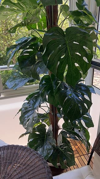 Grön konstgjord monstera växt ca 2m