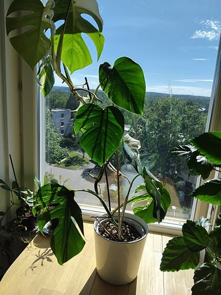 Gröna krukväxter och chiliplanta