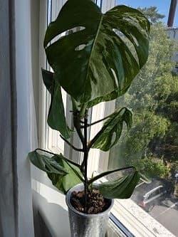 Gröna krukväxter och chiliplanta
