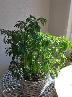 Gröna krukväxter och chiliplanta