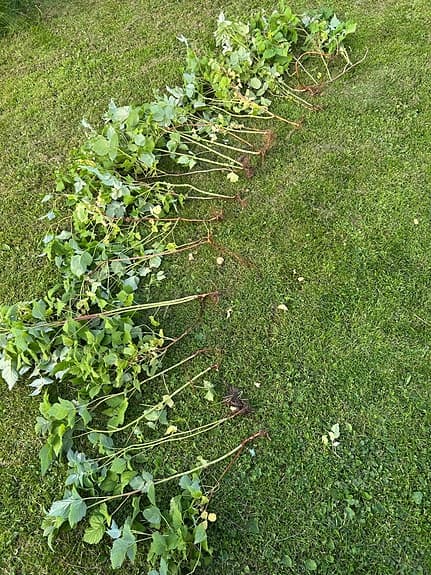 Hallonplant